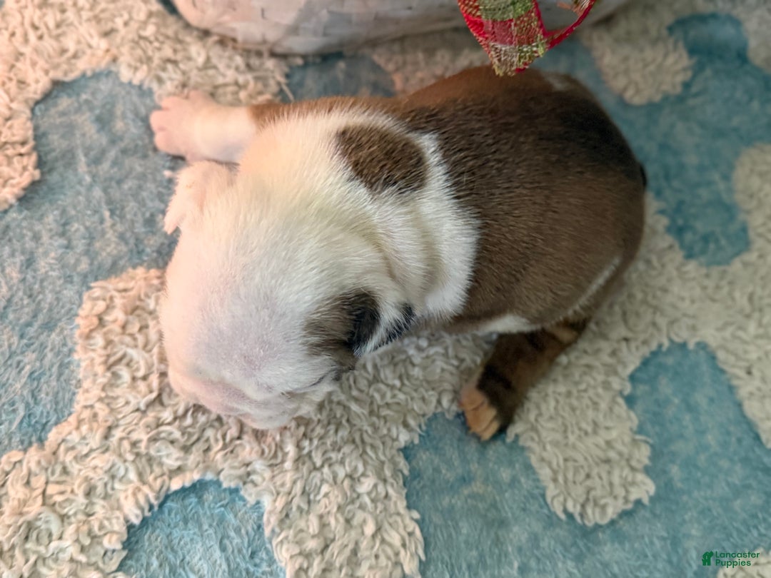 English Bulldog dogs for sale: English Bulldog Puppy 2 - Ad 4