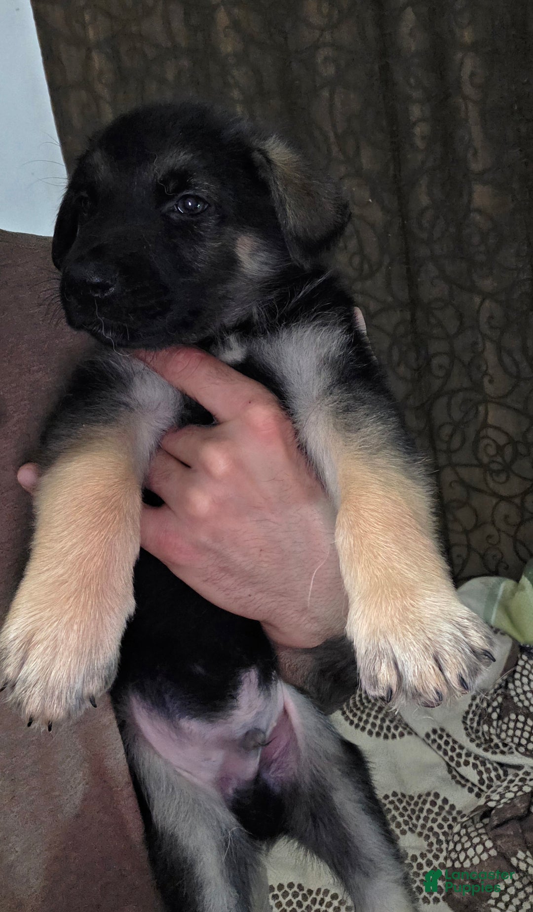 German Shepherd dogs for sale: Copper (9) - Ad 3