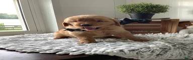 Golden Retriever 1 Frank 