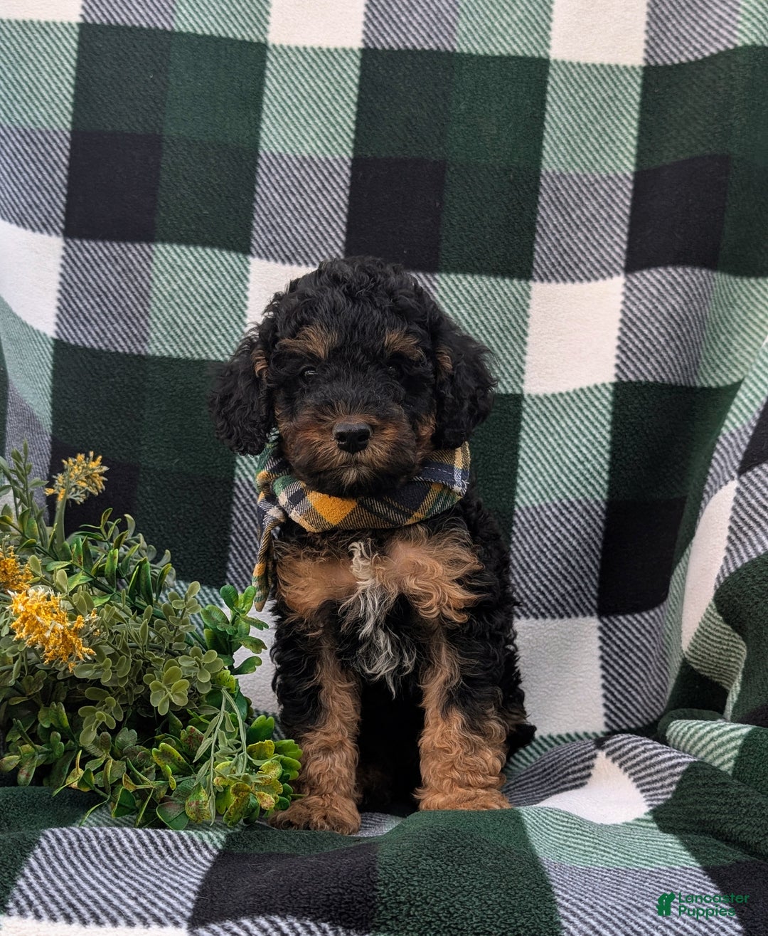 Cockapoo dogs for sale: Moore Hypoallergenic - Ad 32