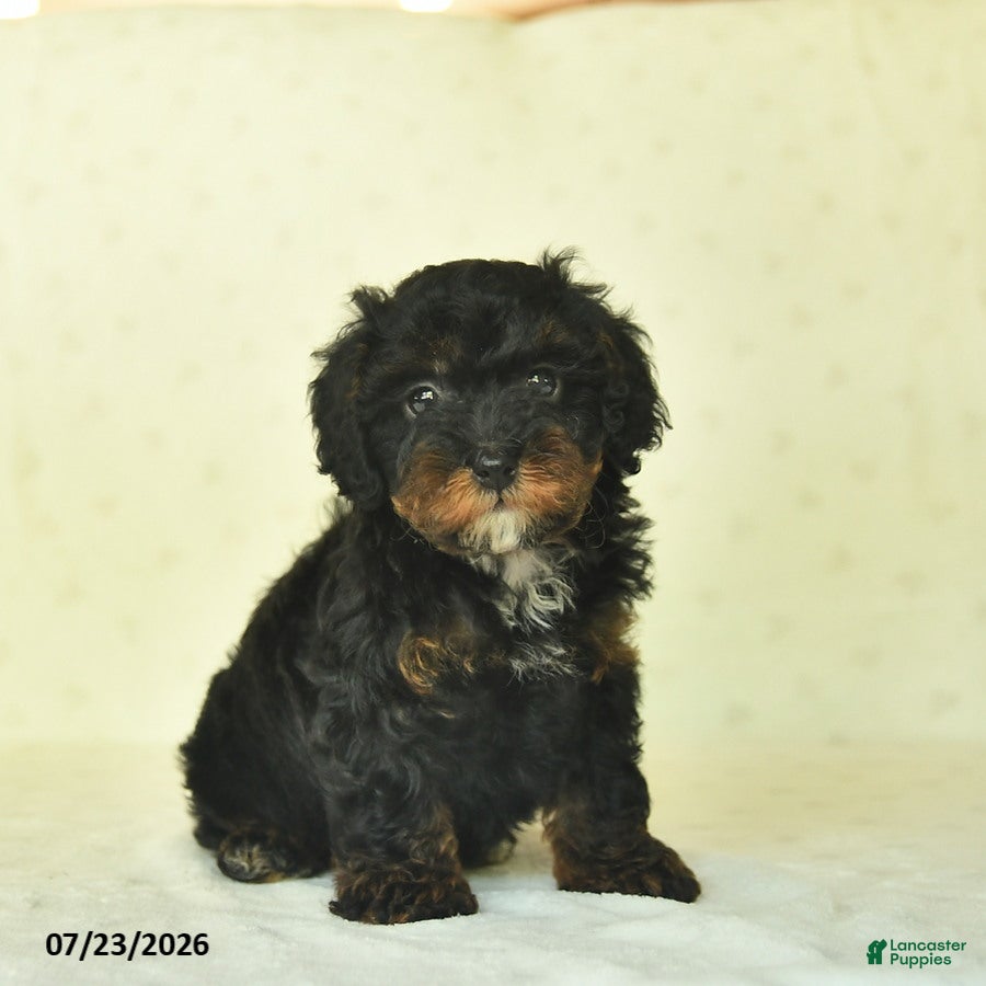 Miniature Poodle dogs Qowan  - Ad 1