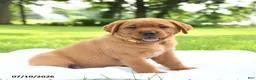 Labrador Retriever dogs for sale: Hunney - Ad 2