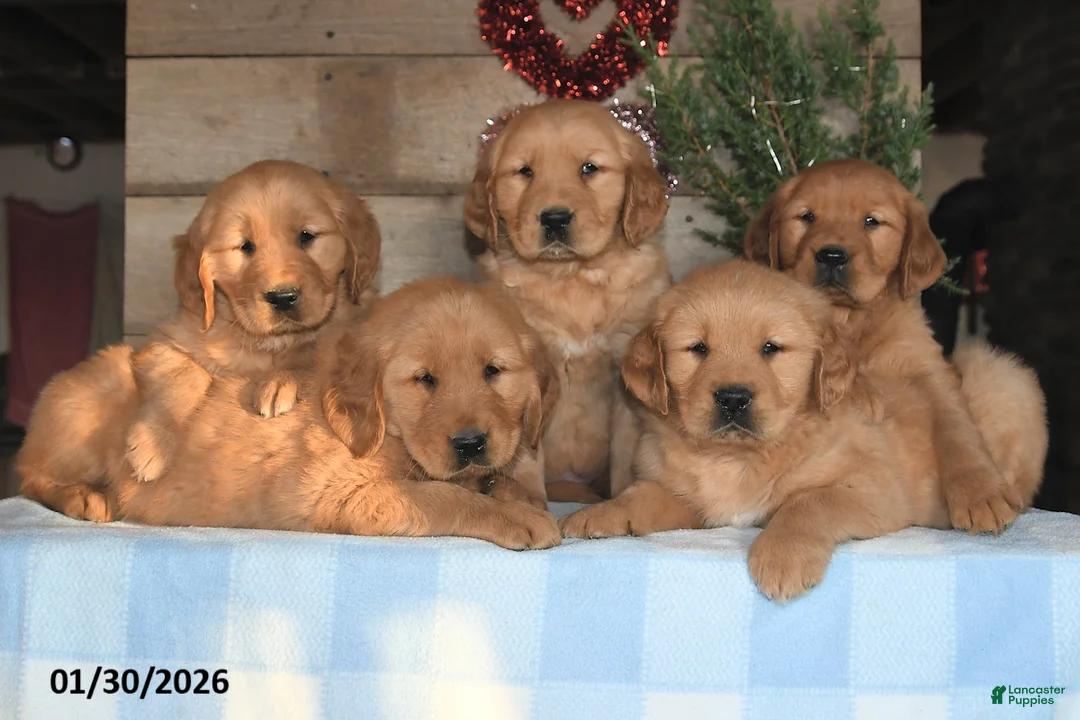 Golden Retriever dogs for sale: Alex - Ad 3