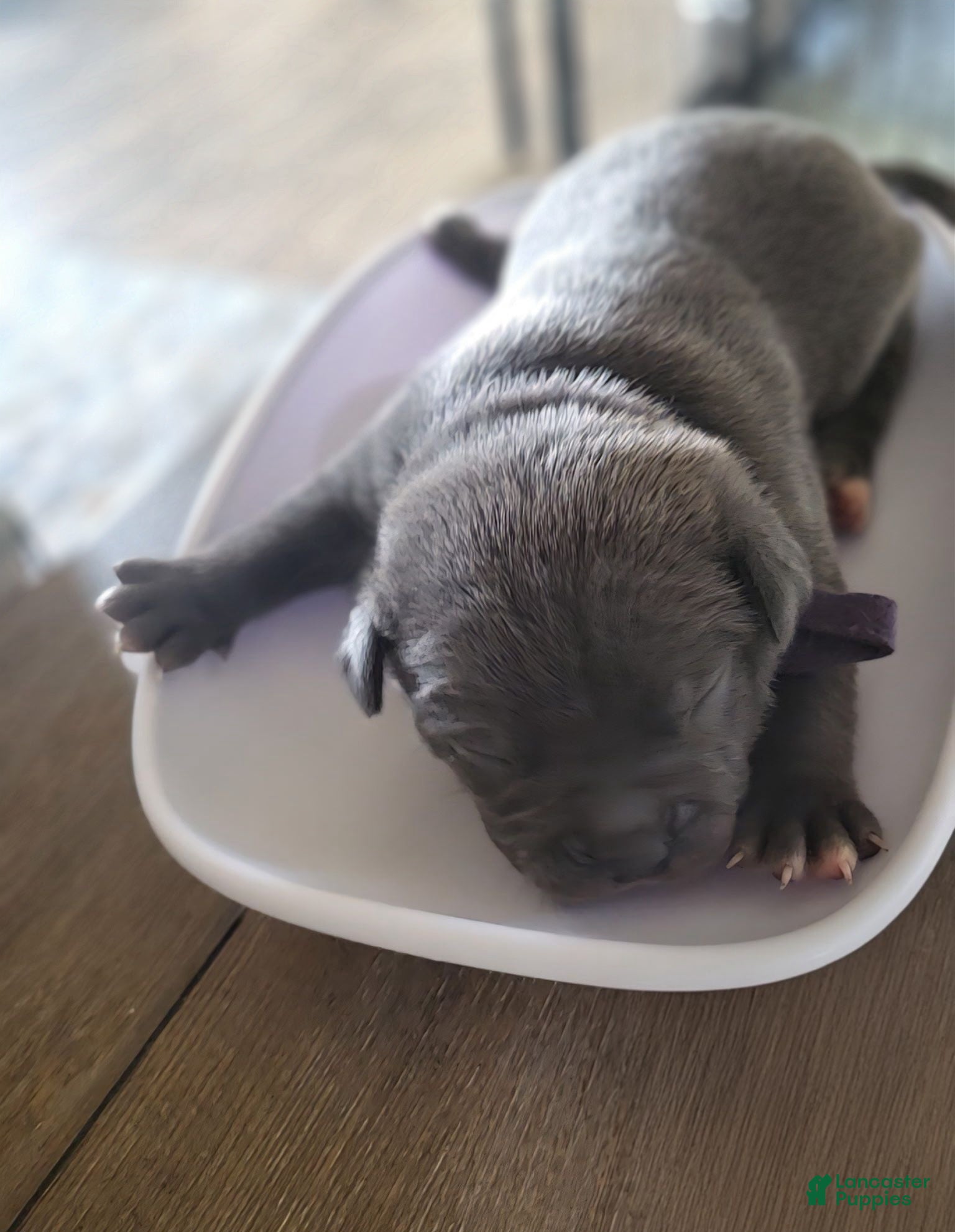 American Bully dogs Thornton "Thor" - Ad 1