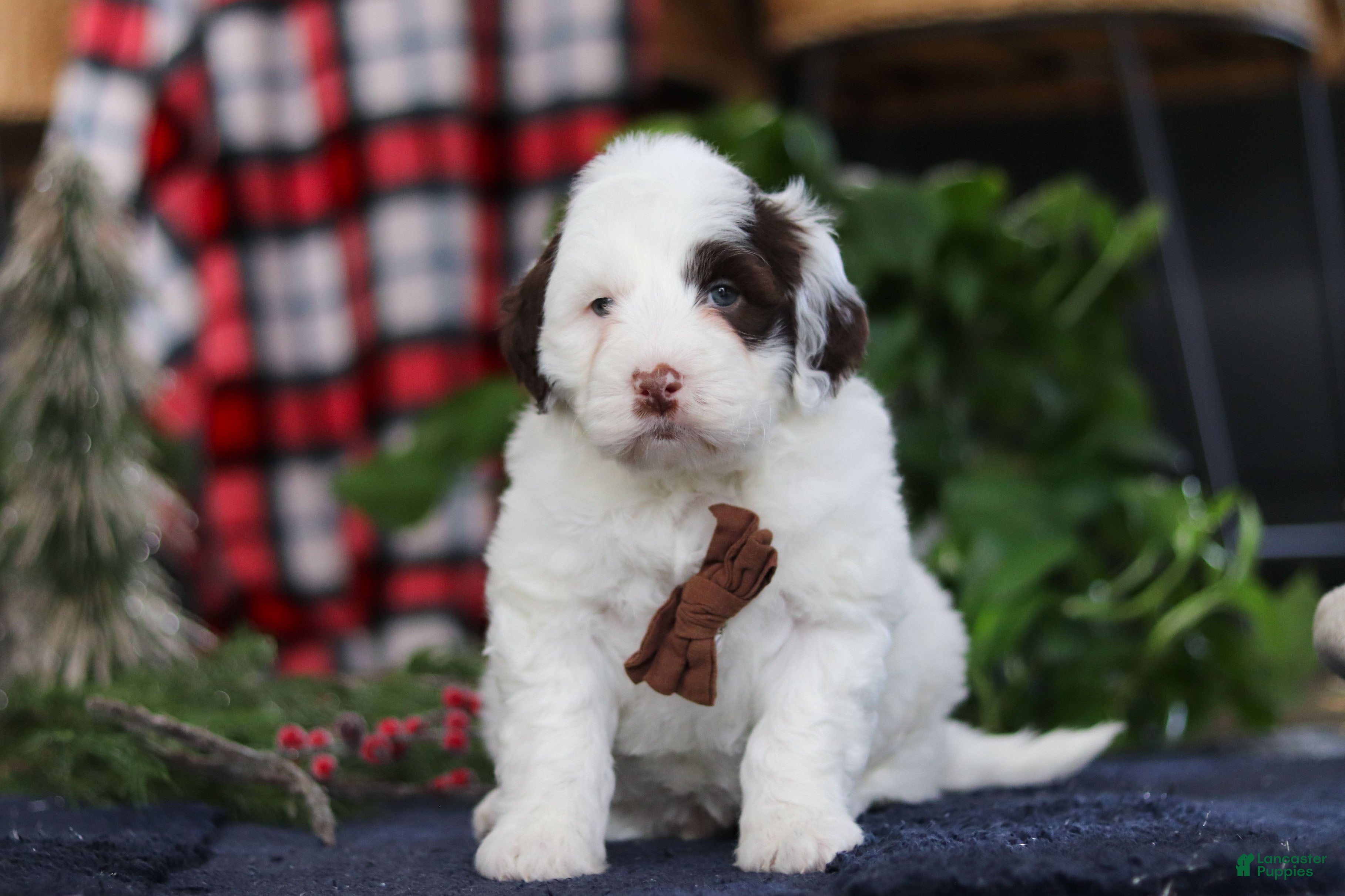 Portuguese Water Dog dogs Niko - Ad 10