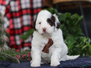 Portuguese Water Dog dogs Niko - Ad 26