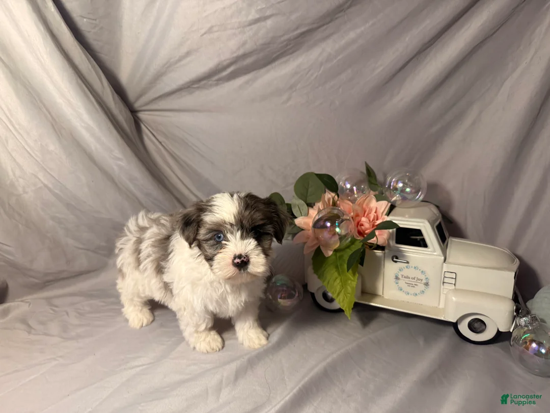 Yorkshire Terrier dogs for sale: Maggie  - Ad 2