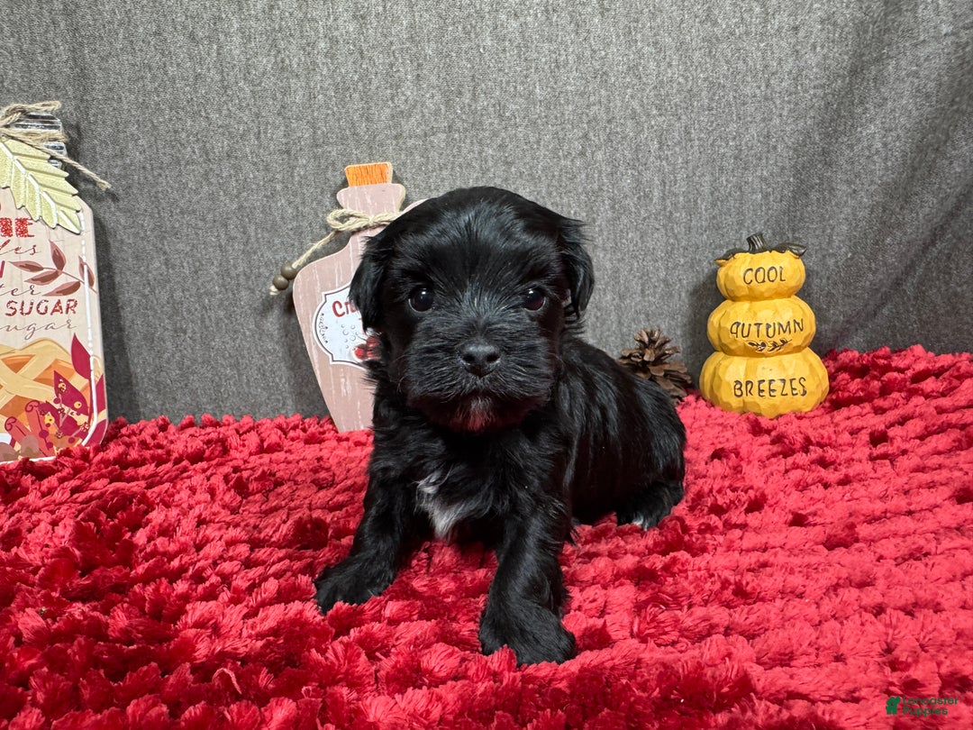Morkie dogs for sale: Morkie Puppy 1 - Ad 5