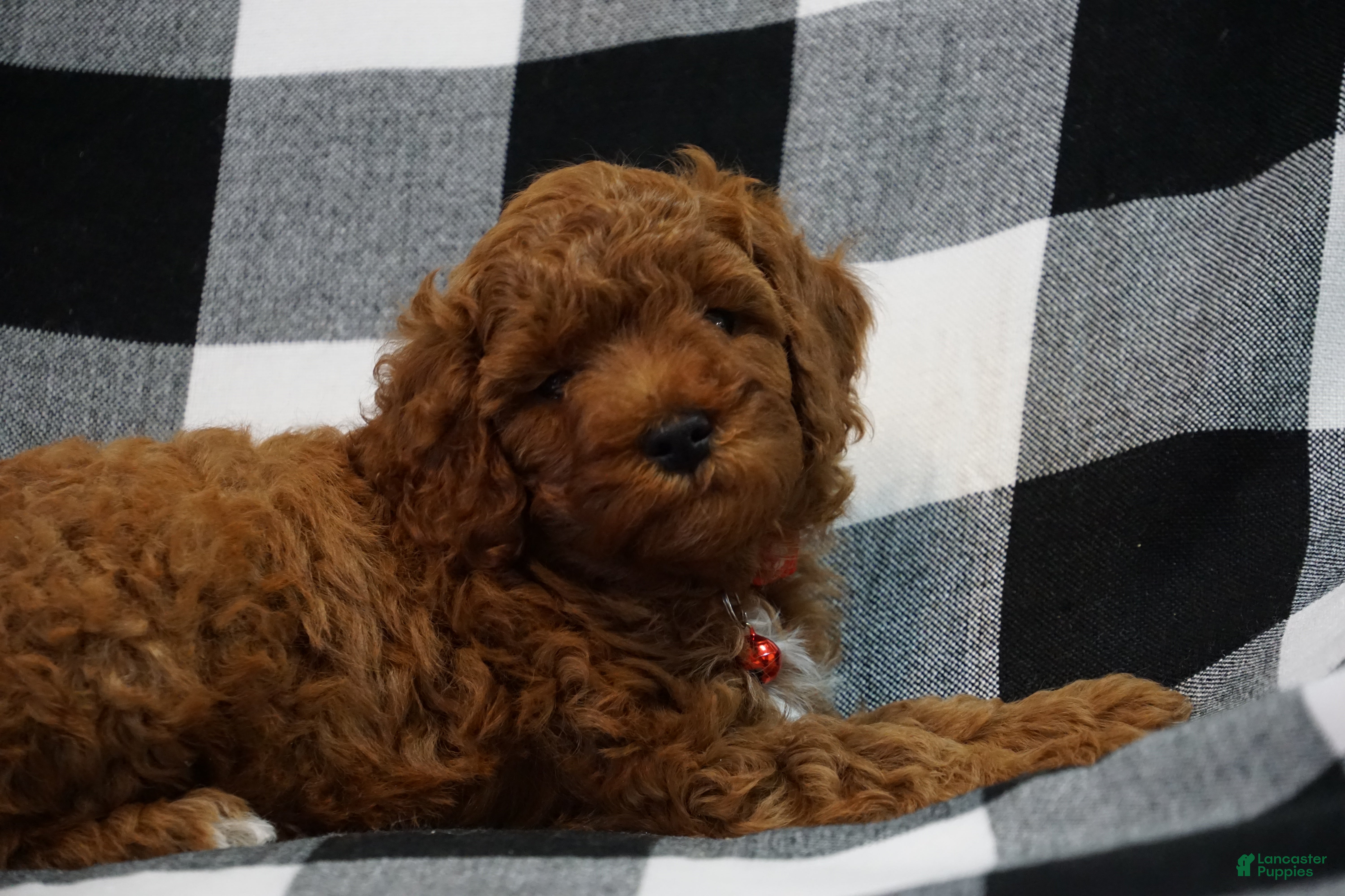 Miniature Poodle dogs Chester - Ad 23