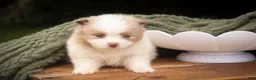 Pomeranian dogs for sale: Marie Pomeranian  - Ad 4