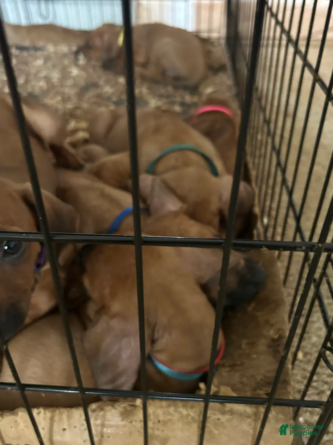 Rhodesian Ridgeback dogs for sale: Rhodesian Ridgeback Puppy 1 sky blue collar - Ad 29