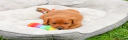 Labrador Retriever dogs for sale: Reign - Ad 4