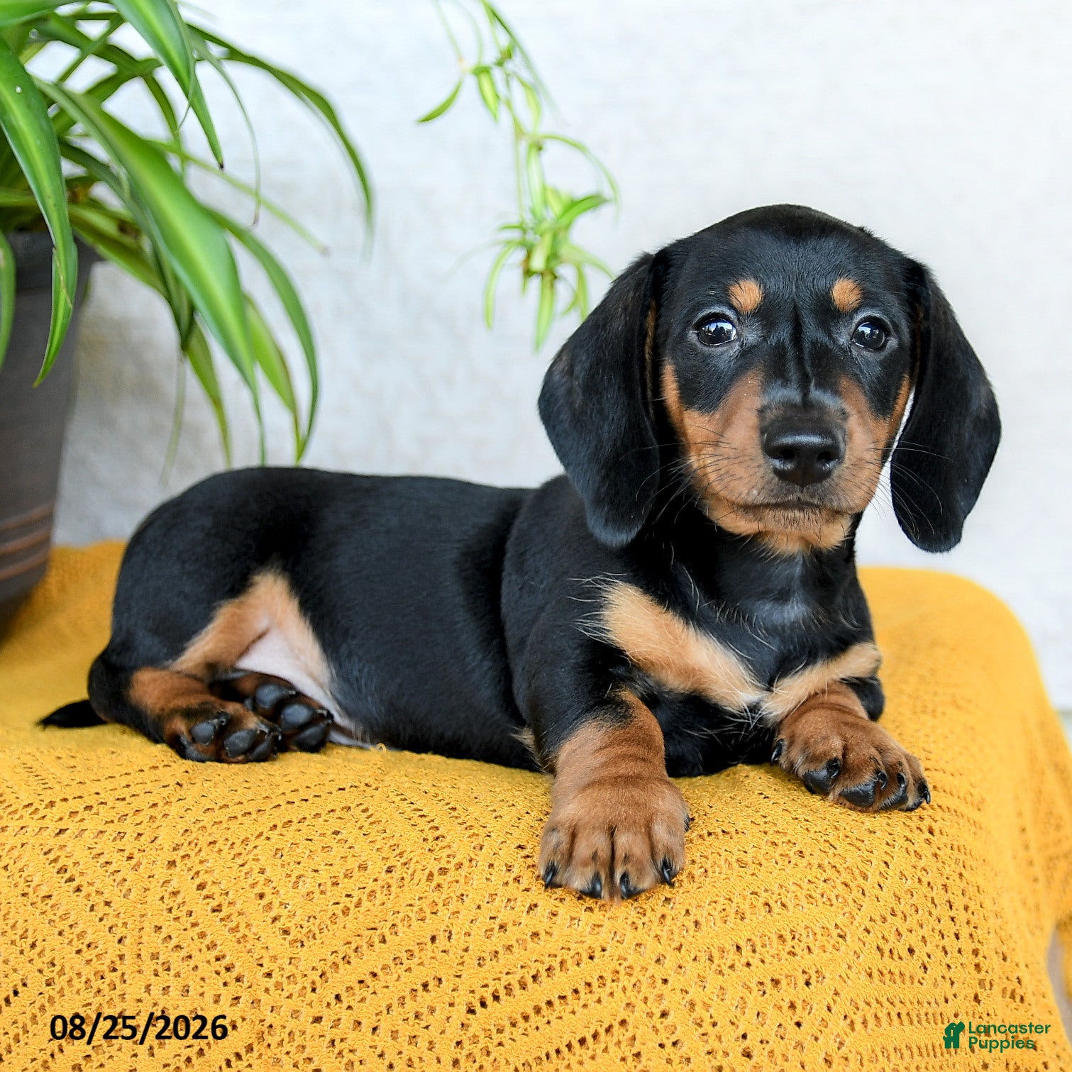 Miniature Dachshund dogs Carlos - Ad 2