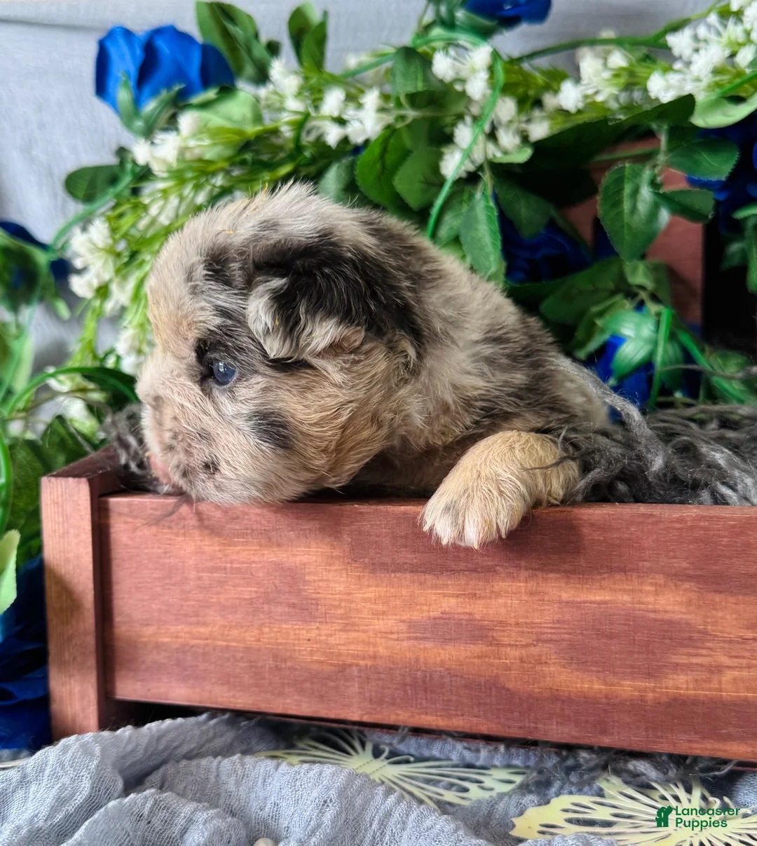 French Bulldog dogs for sale: Mr. Wiggles  - Ad 2