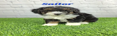 Sailor 