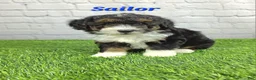 Mini Bernedoodle dogs for sale: Sailor  - Ad 1