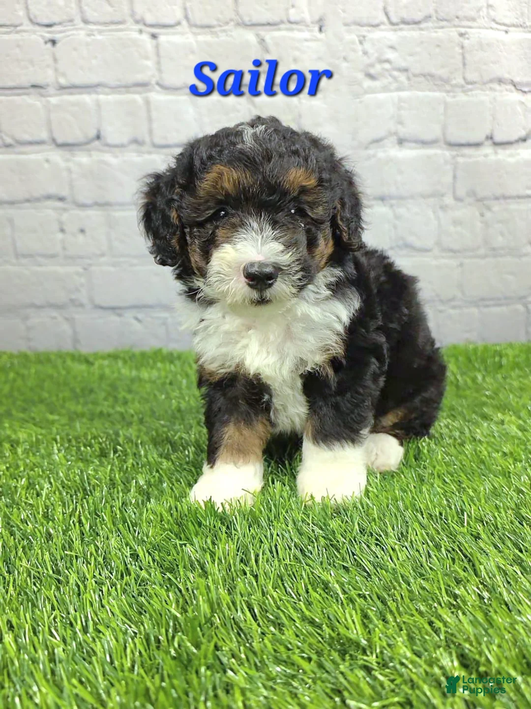 Mini Bernedoodle dogs for sale: Sailor  - Ad 1