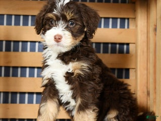 Mini Bernedoodle dogs - Ad 37