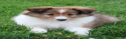 Shetland Sheepdog dogs for sale: Blossom Shetland Sheepdog  - Ad 6