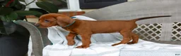 Redbone Coonhound dogs for sale: Birch - Ad 5