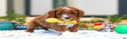 Cavapoo dogs for sale: Austin - Ad 5