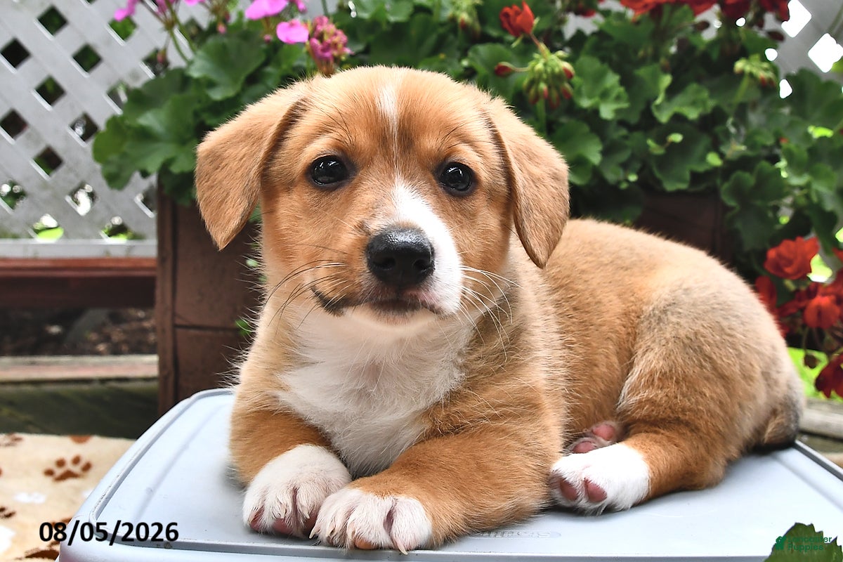 Welsh Corgi Pembroke dogs Dexter - Ad 2