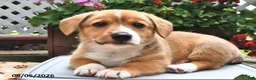 Welsh Corgi Pembroke dogs for sale: Dexter - Ad 2