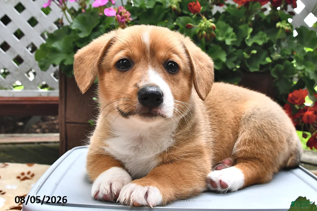 Welsh Corgi Pembroke dogs for sale: Dexter - Ad 2