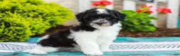 Havapoo dogs for sale: Wiggles (Raised in Home, Crate Trained & Potty Training!)  - Ad 2
