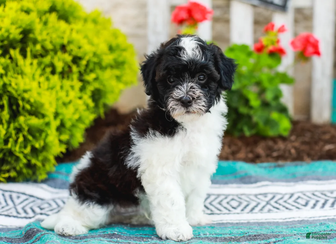 Havapoo dogs for sale: Wiggles (Raised in Home, Crate Trained & Potty Training!)  - Ad 2