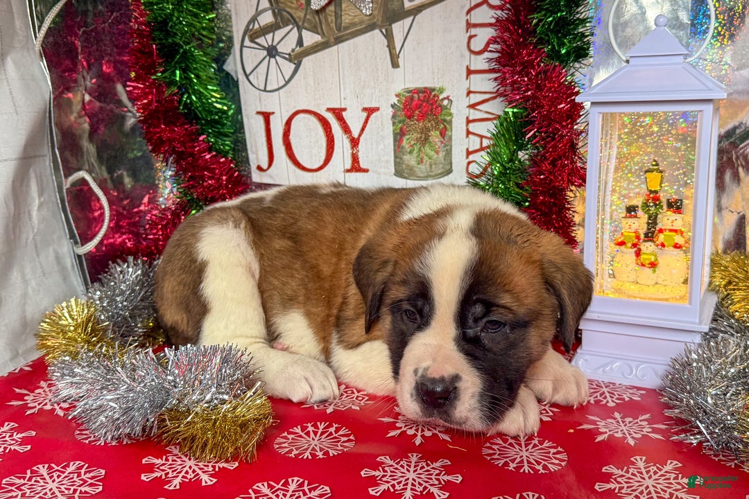 Saint Bernard dogs for sale: Marcy - Ad 1