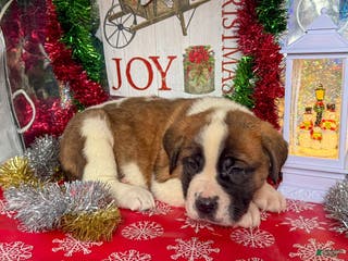 Saint Bernard dogs Marcy - Ad 7
