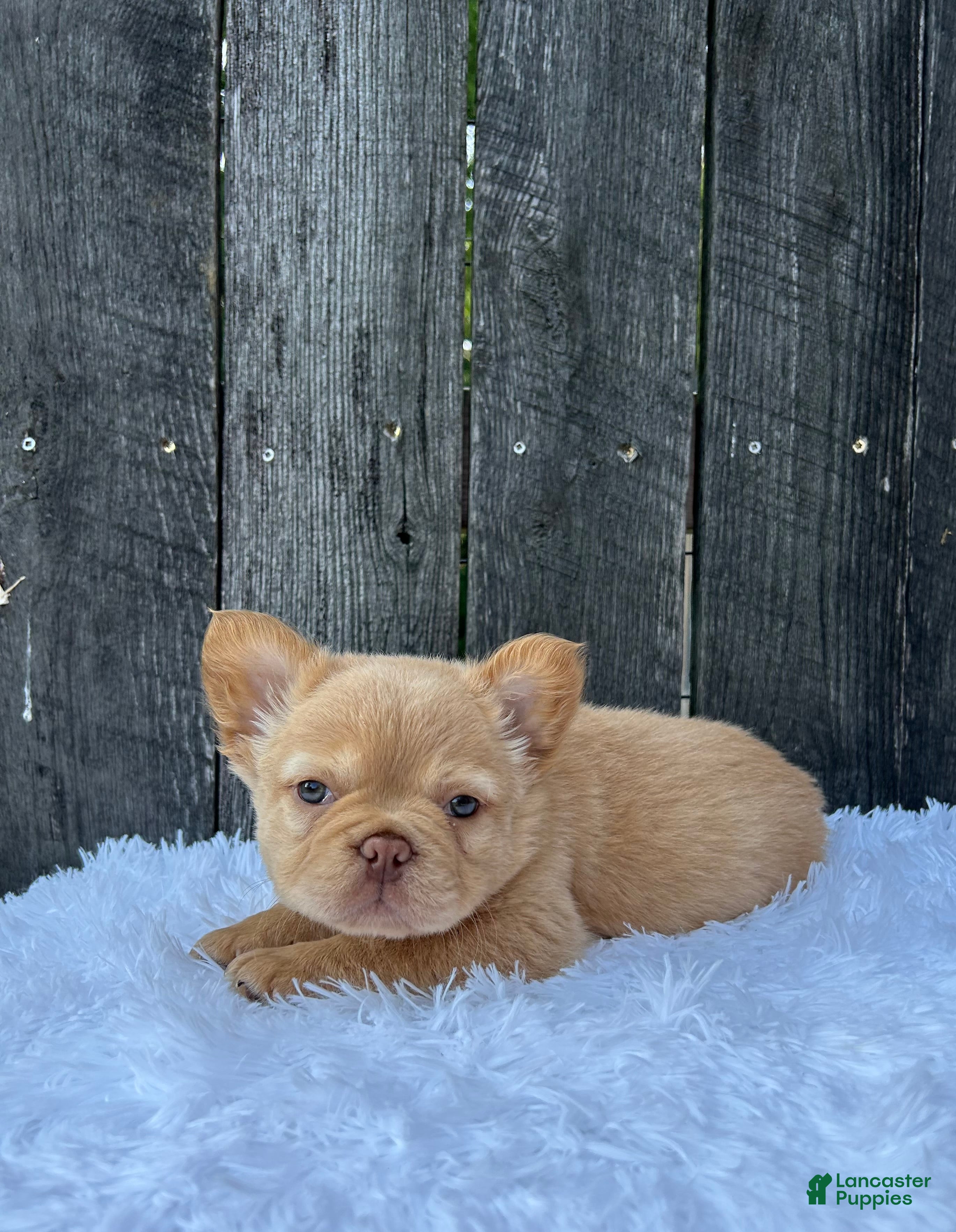 French Bulldog dogs Archie - Ad 1