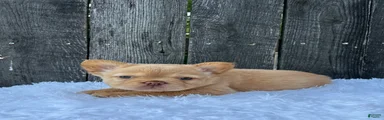 Archie