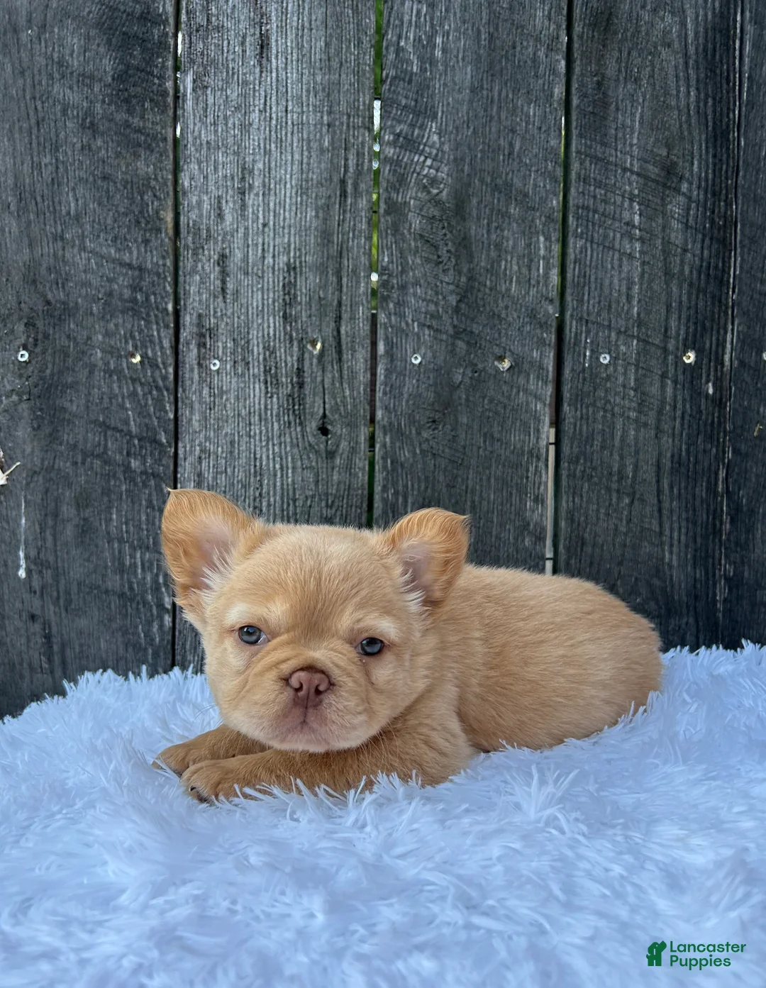 French Bulldog dogs for sale: Archie - Ad 1