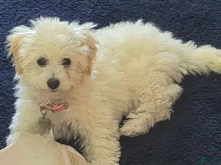 Maltipoo dogs Sophie - Ad 1