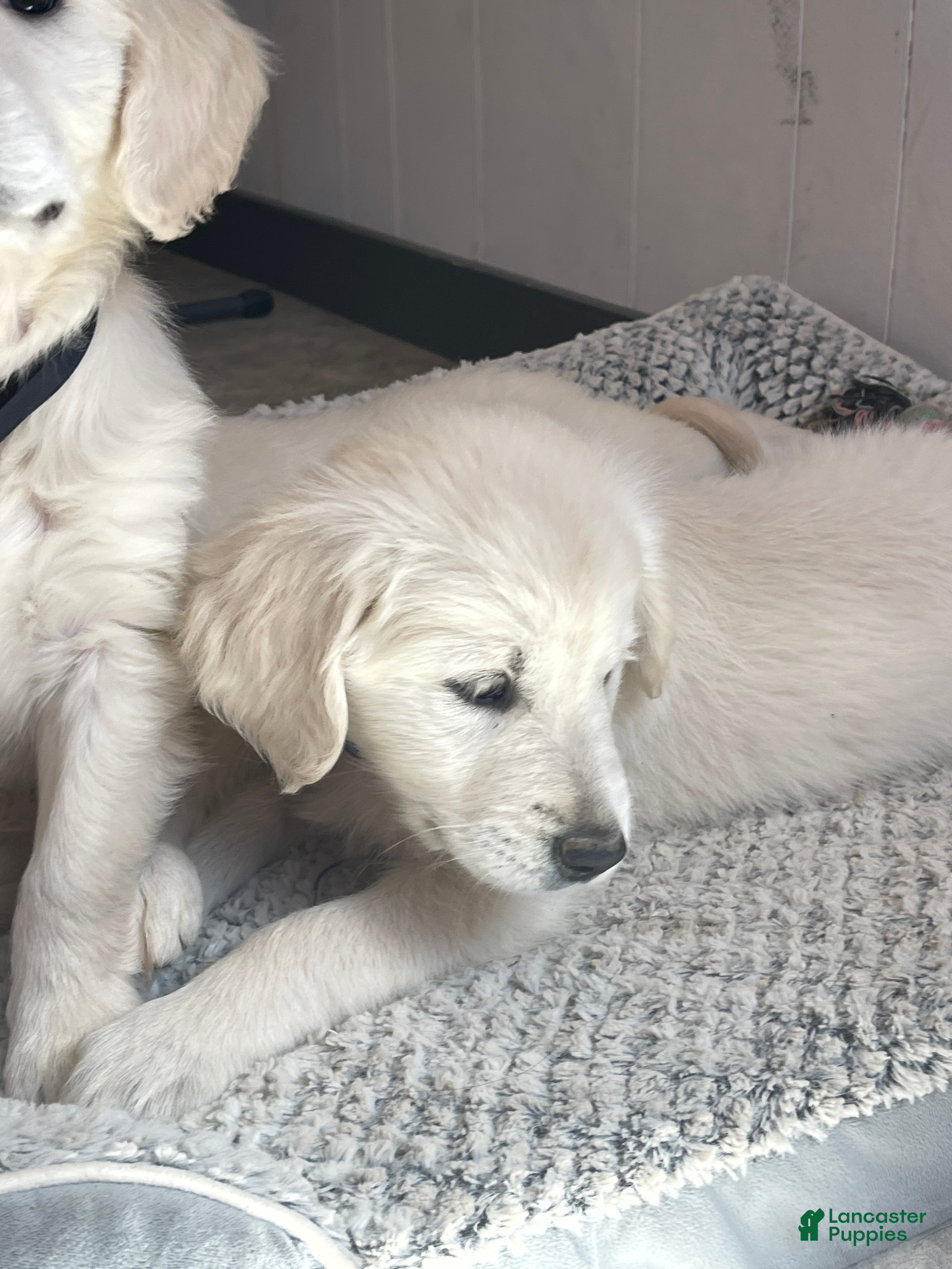 Golden Retriever (Golden Retriever, Female) in Sugarcreek, OH