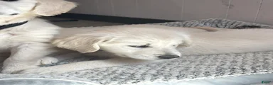 Vanilla Bean