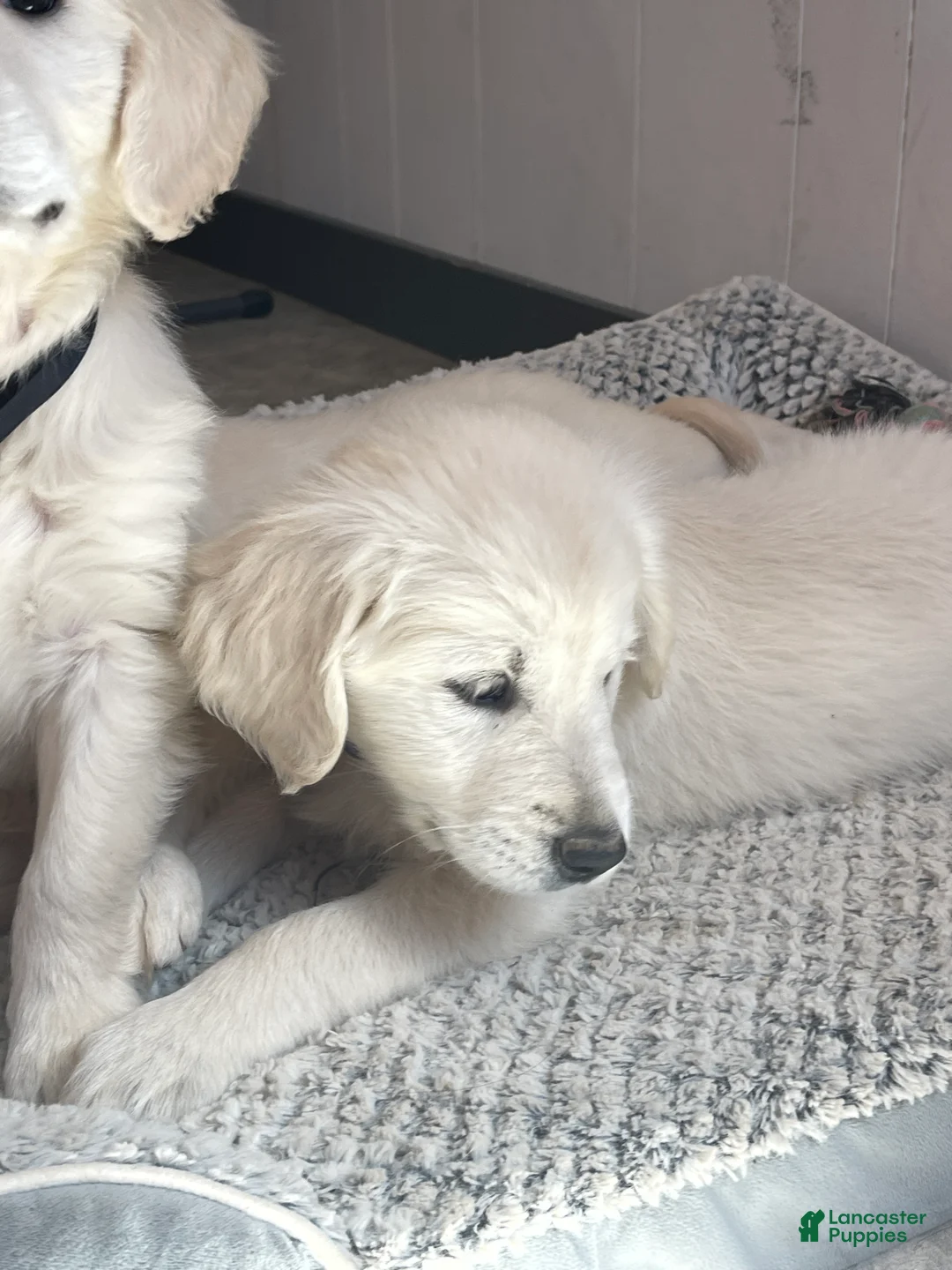 Golden Retriever dogs for sale: Vanilla Bean - Ad 1