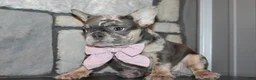 French Bulldog dogs for sale: AKC Bella - Ad 5