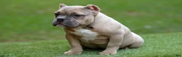 American Bully dogs for sale: Fawn male - Ad 5