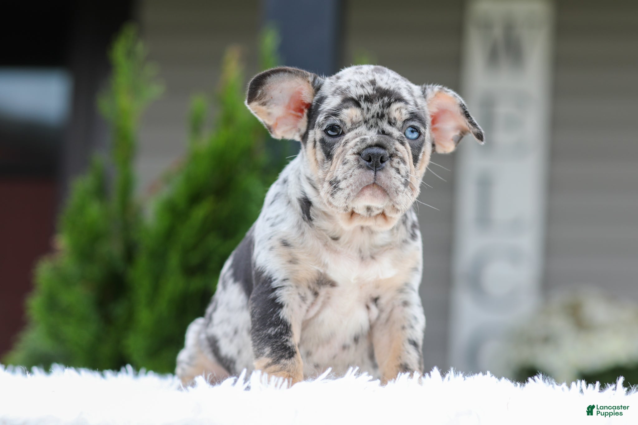 Puppies for sale Lancaster Puppies