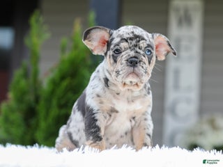 French Bulldog dogs Quiana - Ad 20