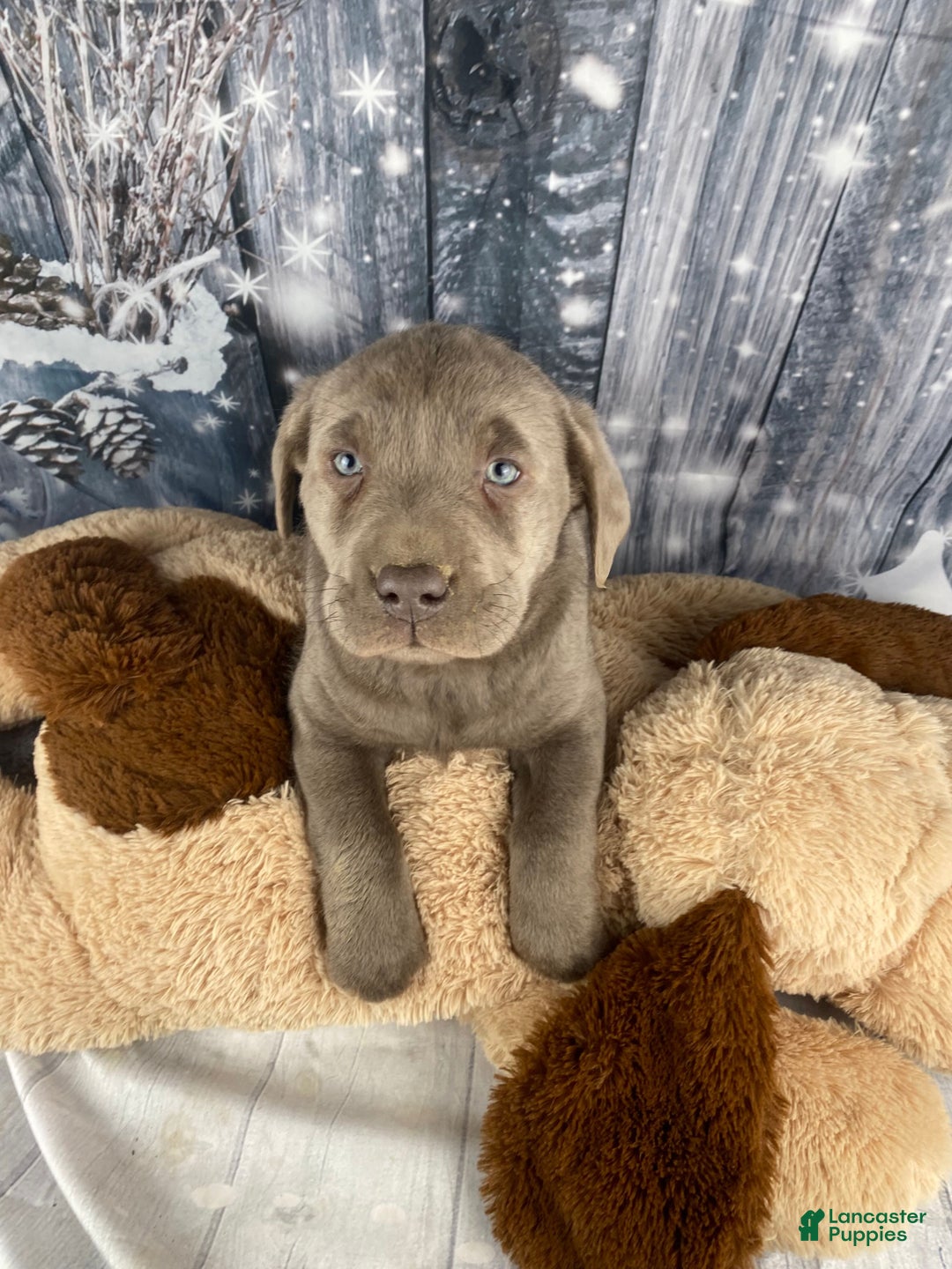 Labrador Retriever dogs for sale: Abby - Ad 8