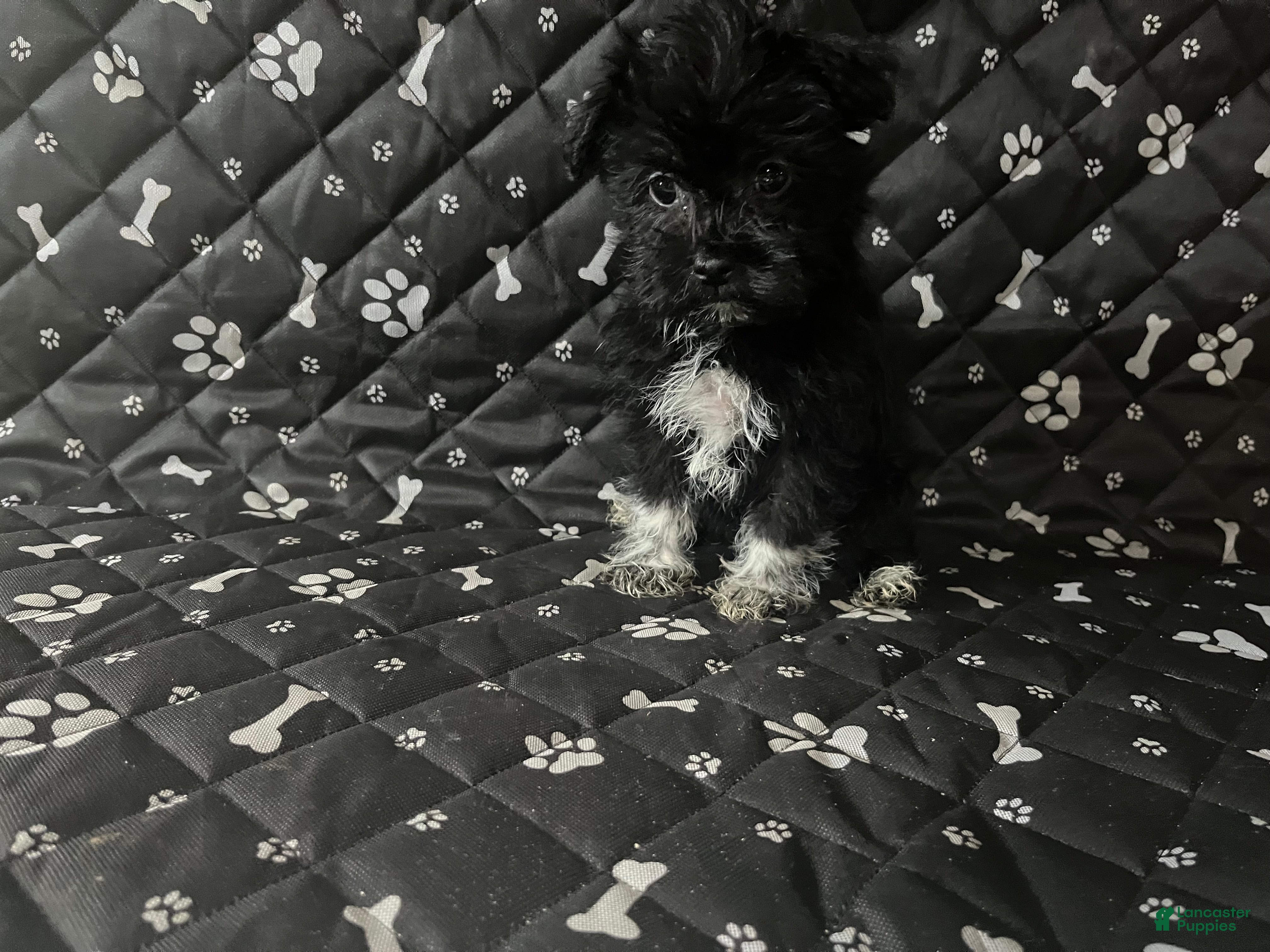 Mixed Breed dogs Mixed Breed Puppy 1 - Ad 17