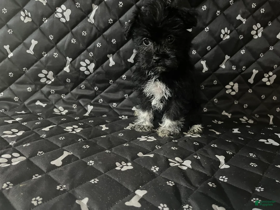Mixed Breed dogs for sale: Mixed Breed Puppy 1 - Ad 1