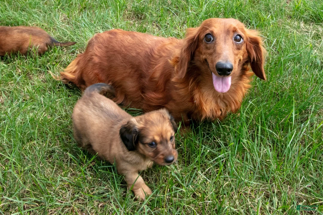 Miniature Dachshund dogs for sale: Kip - Ad 4