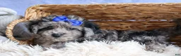 Bichpoo dogs for sale: NOAH - Ad 6