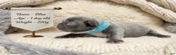 French Bulldog dogs for sale: Blue - Ad 1