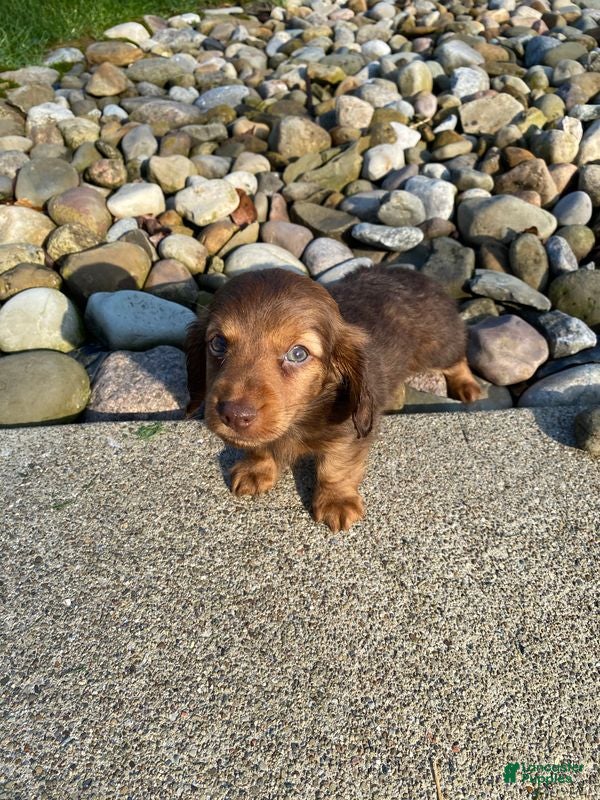 Miniature Dachshund dogs Diesel - Ad 2